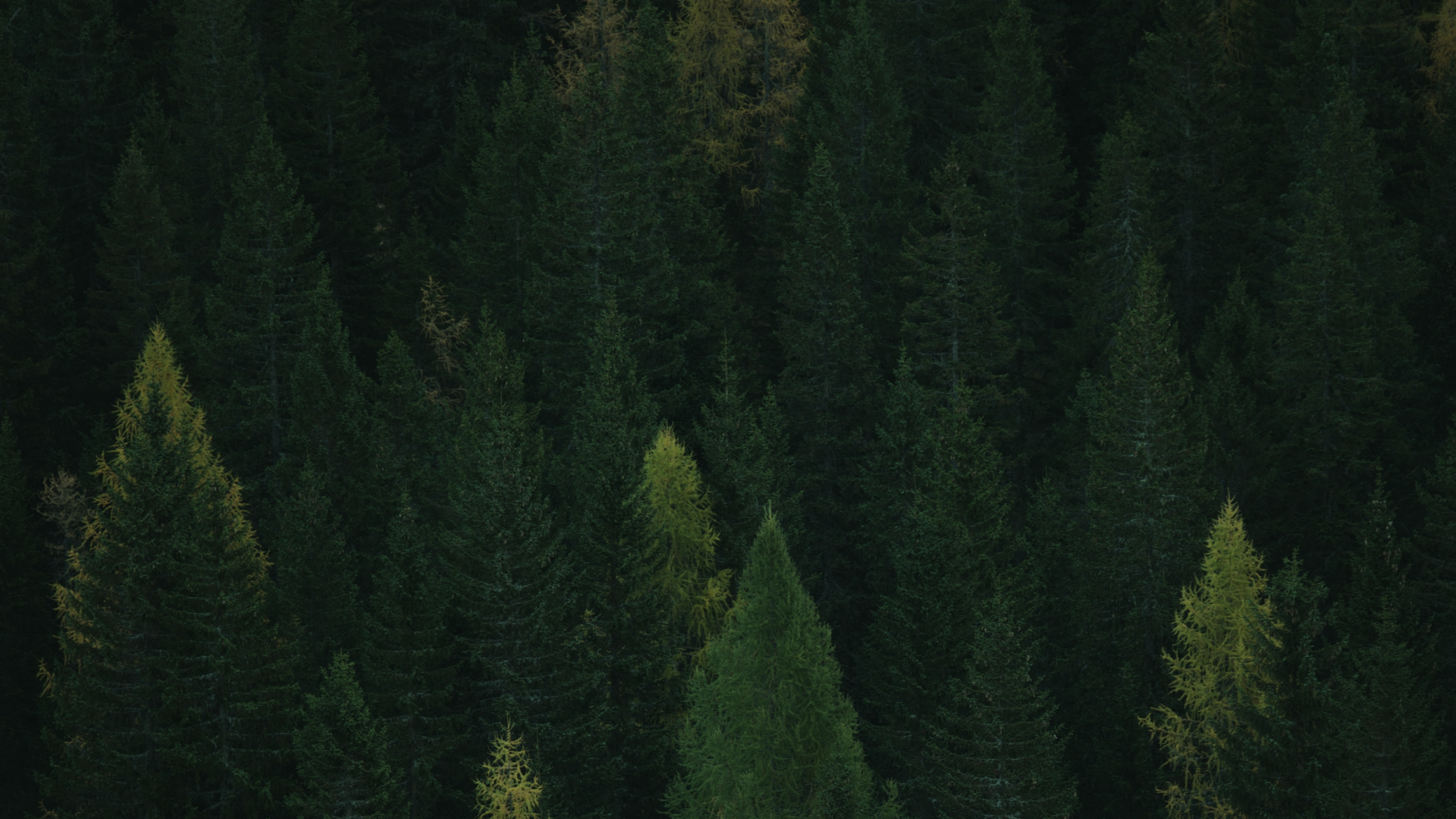 Dense forest of green and yellowish conifers seen from above in evening light.
