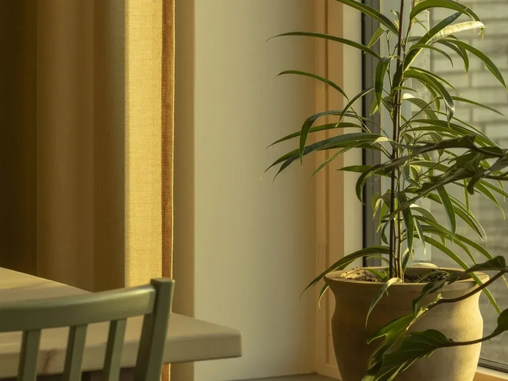 Close-up of potted plant by a window with yellow daylight shining in through curtains.
