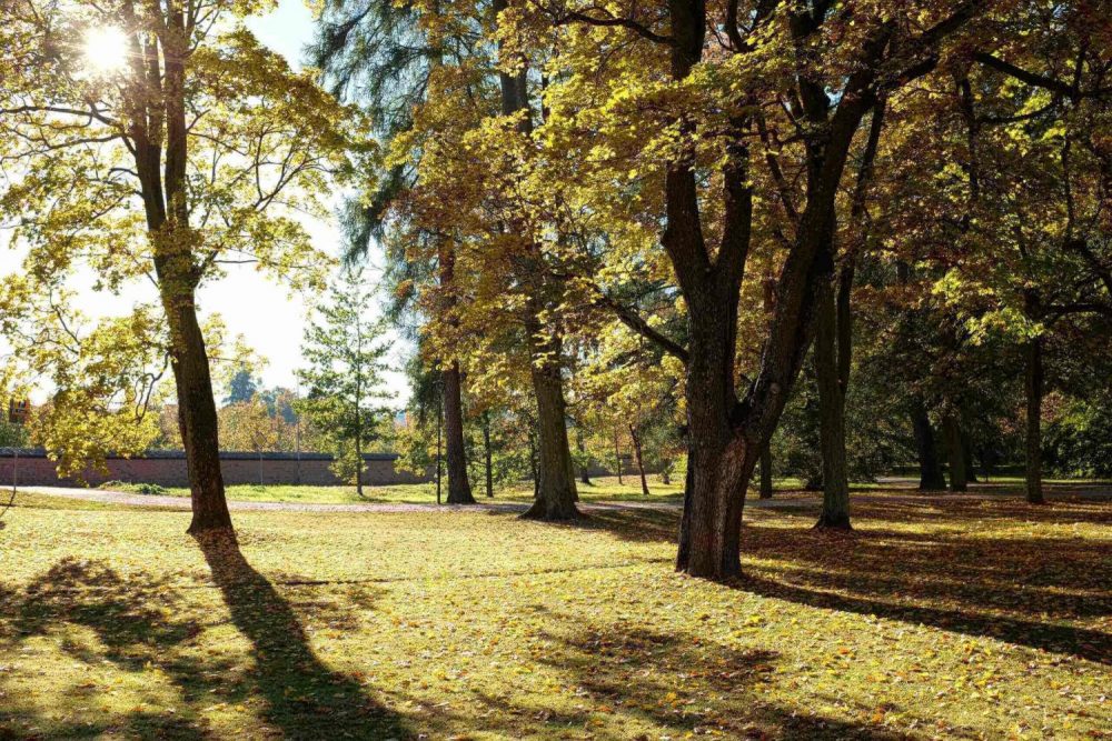 sunny day in the park